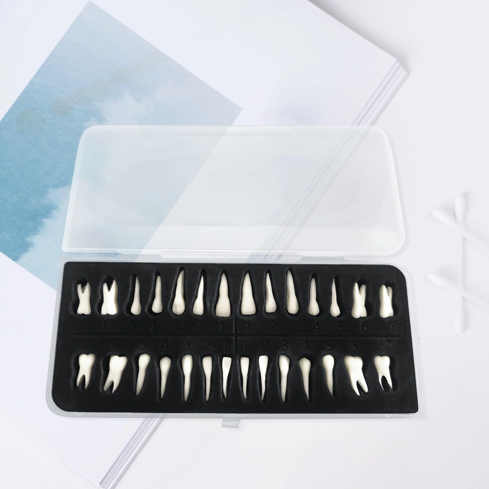 28 Stück Zahnmodelle, realistische Dentalausbildung, Kunstharz-Zahnmodell mit tragbarer Box, nummerierte künstliche Zähne 1:1 für zahnärztliches Training und Studium, Lehrzahnmodell