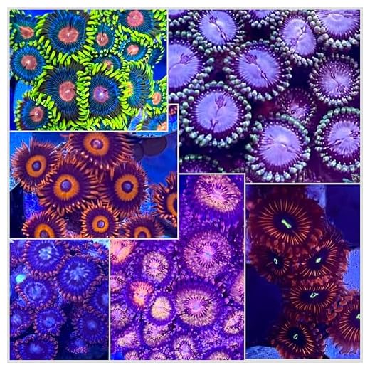 High End Zoanthids Coral Pack - 7 Corals