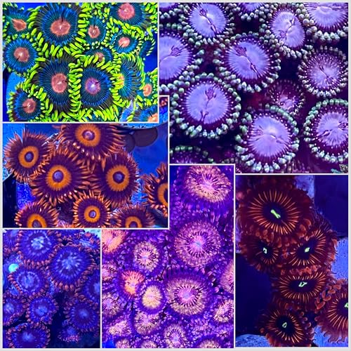 coralSLover. Live Zoanthid Variety Pack &ndash; 6 Aquacultured Saltwater Corals | Included High End...