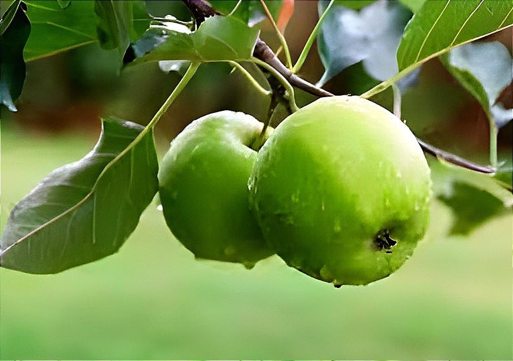 Image of Hybrid Grafted Live Healthy & Testy Green Apple Plant For Home Garden (pack of 1) Healthy Live Plant