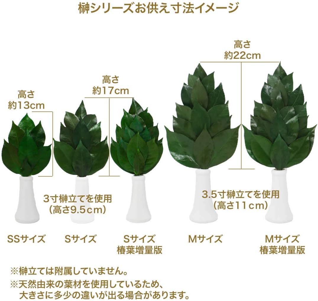 A&K Preserved Flowers, Sakaki, 1 Pair (Set of 2), 5.9 x 0.4 x 12.6 inches (15 x 1 x 32 cm), M, Green