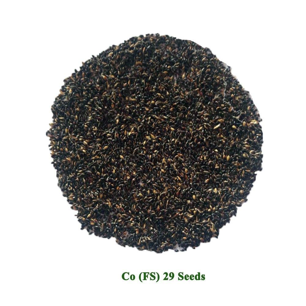 Syed garden Cofs 29 Grass seed (pack of 1 Kg)