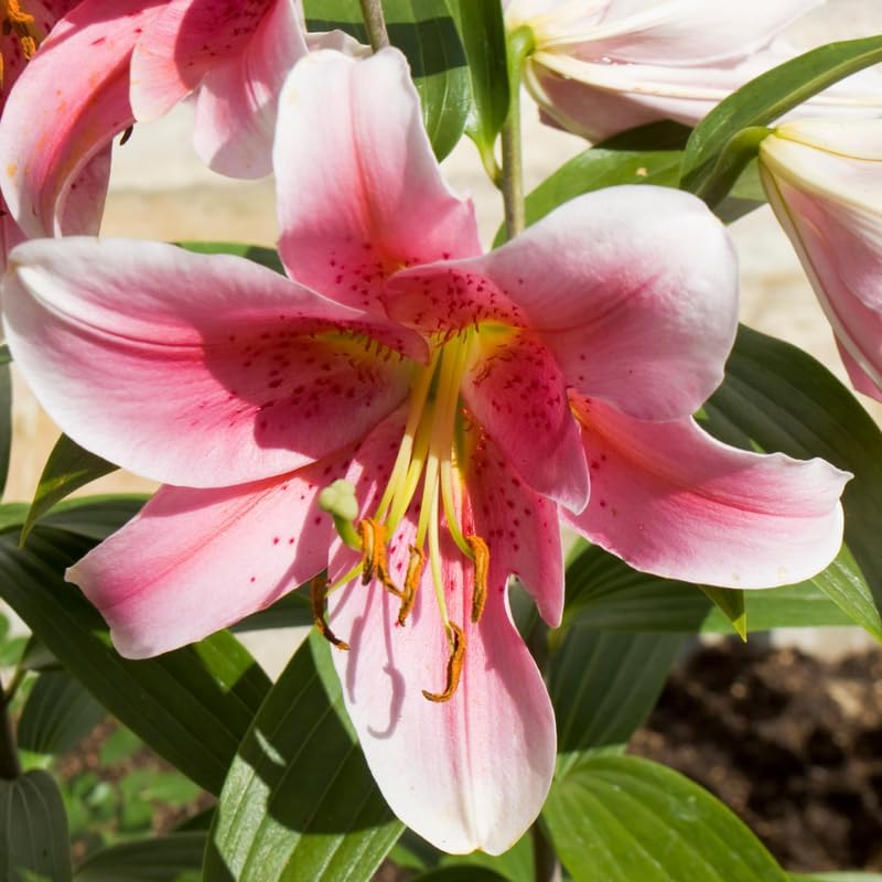 2 White Pink Lily Bulbs, Lily Flower Bulbs, Lily Bulbs for Spring Planting, Lilies Bulbs, Spring Flower Bulbs, Grow Well Indoor Outdoor