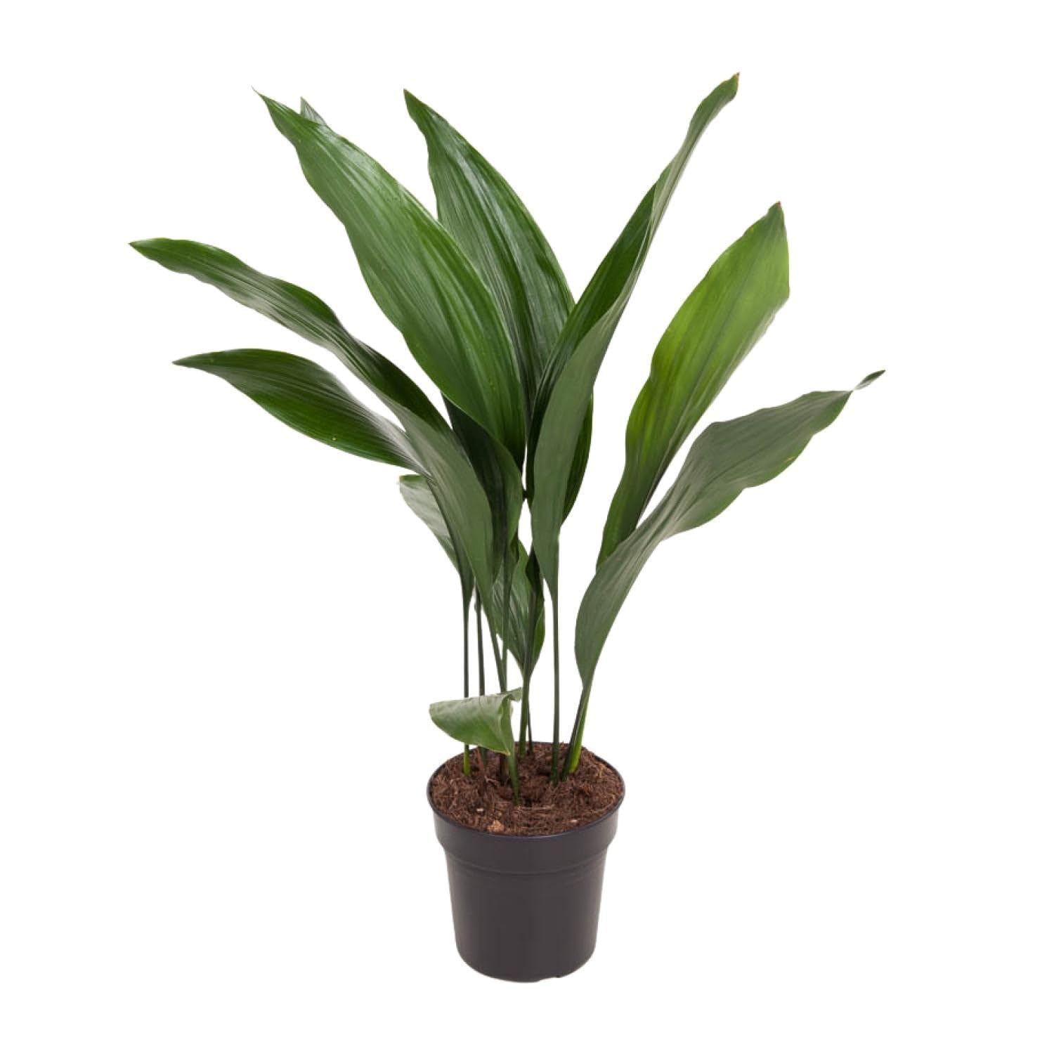 Aspidistra Elatior Zimmerpflanze Ø17 cm ca. 70 cm