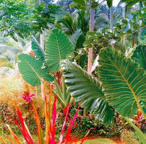 Two Giant Upright Elephant Ear Bulbs