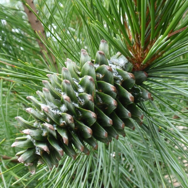 Miniatura 3 de Pinus koraiensis (Pino coreano) Semillas de árbol, de crecimiento lento, piñones comestibles, semillas de MySeeds.Co, elige la cantidad (0.5 oz)