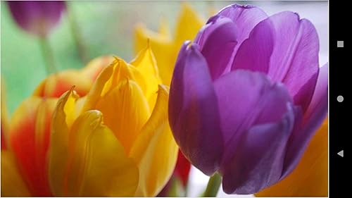 1043 Flowers Wallpapers
