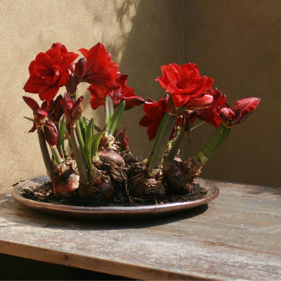 Blumenzwiebel Dnger Fr Tulpen Narzissen Krokusse Zwiebeln Blumendnger  NPK 2kg : Amazon.de: Garten