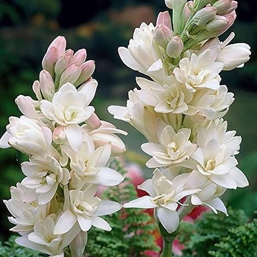 Rajanigandha Flower Bulb 10