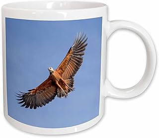 3dRose Brazil, Mato Grosso, The Pantanal. Black-collared hawk in flight. 11oz Mug