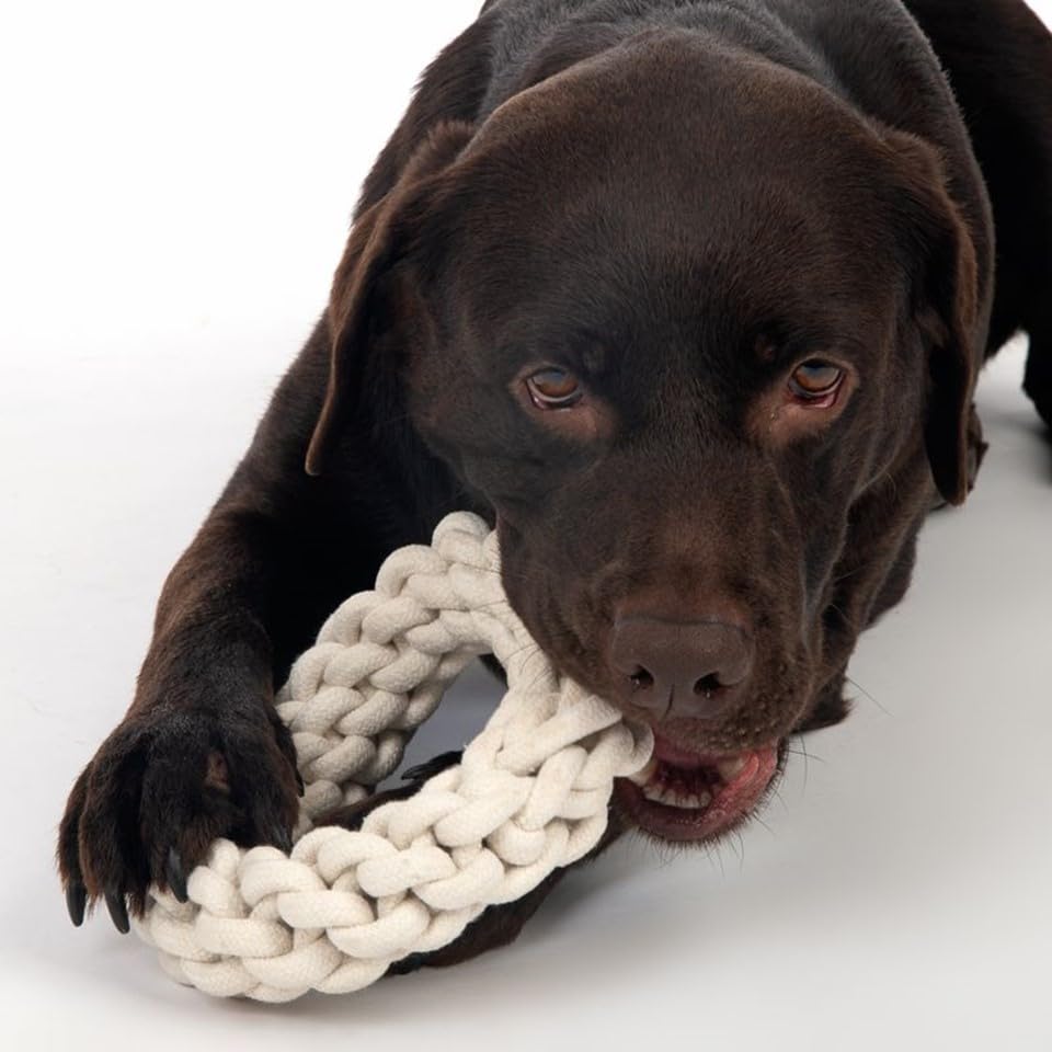 Image of Attractive Dog Toys for Large Dogs & Accessories Toy for Puppies, Pets, Puppy, Medium & Adults, chew Rope Small pups for Playing & Chewing for Labrador (Two Rings) Color May Vary