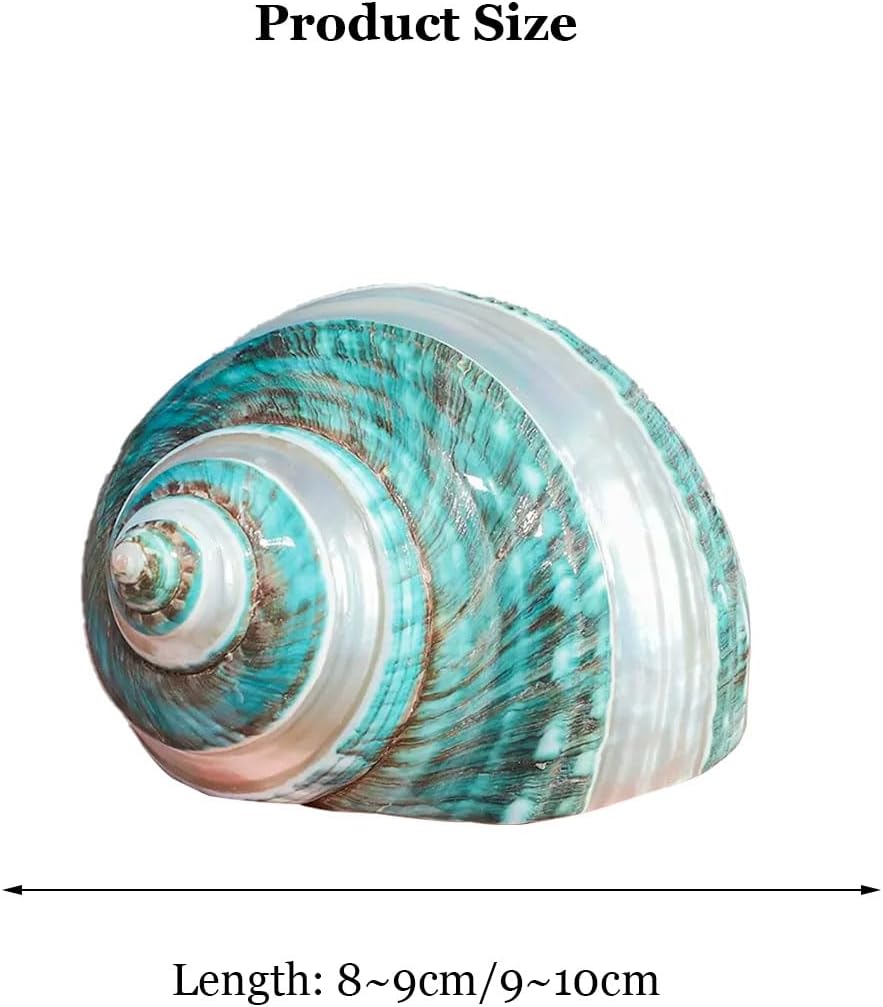 Large Natural Conch Shell,Ocean Conch, Shell Hermit Crab Shells Large Medium Turbo Seashell Natural Sea Conch(8~9cm)