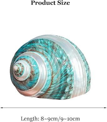shells, Hermit Crab Shells Large Medium Turbo Seashell Natural Sea Conch(9~10cm)