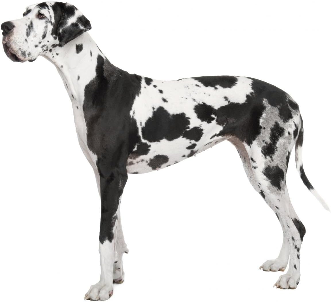 Wallmonkeys Harlequin Great Dane Wall Decal Peel and Stick Graphic (18 in W x 15 in H) WM206095
