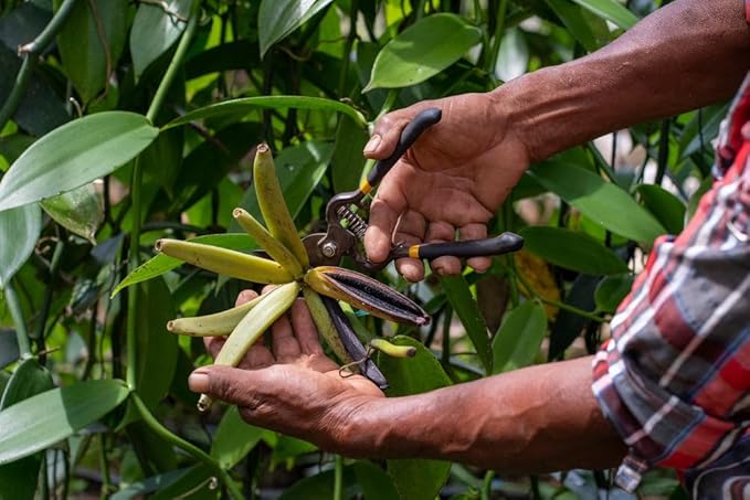 10 Vainas de Vainilla Guatemaltecas Grado A para Extracto Casero miniatura 7