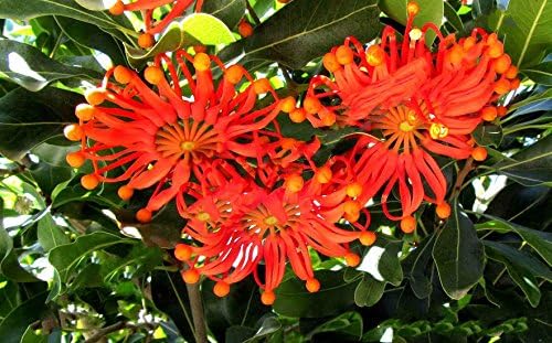 Firewheel Tree