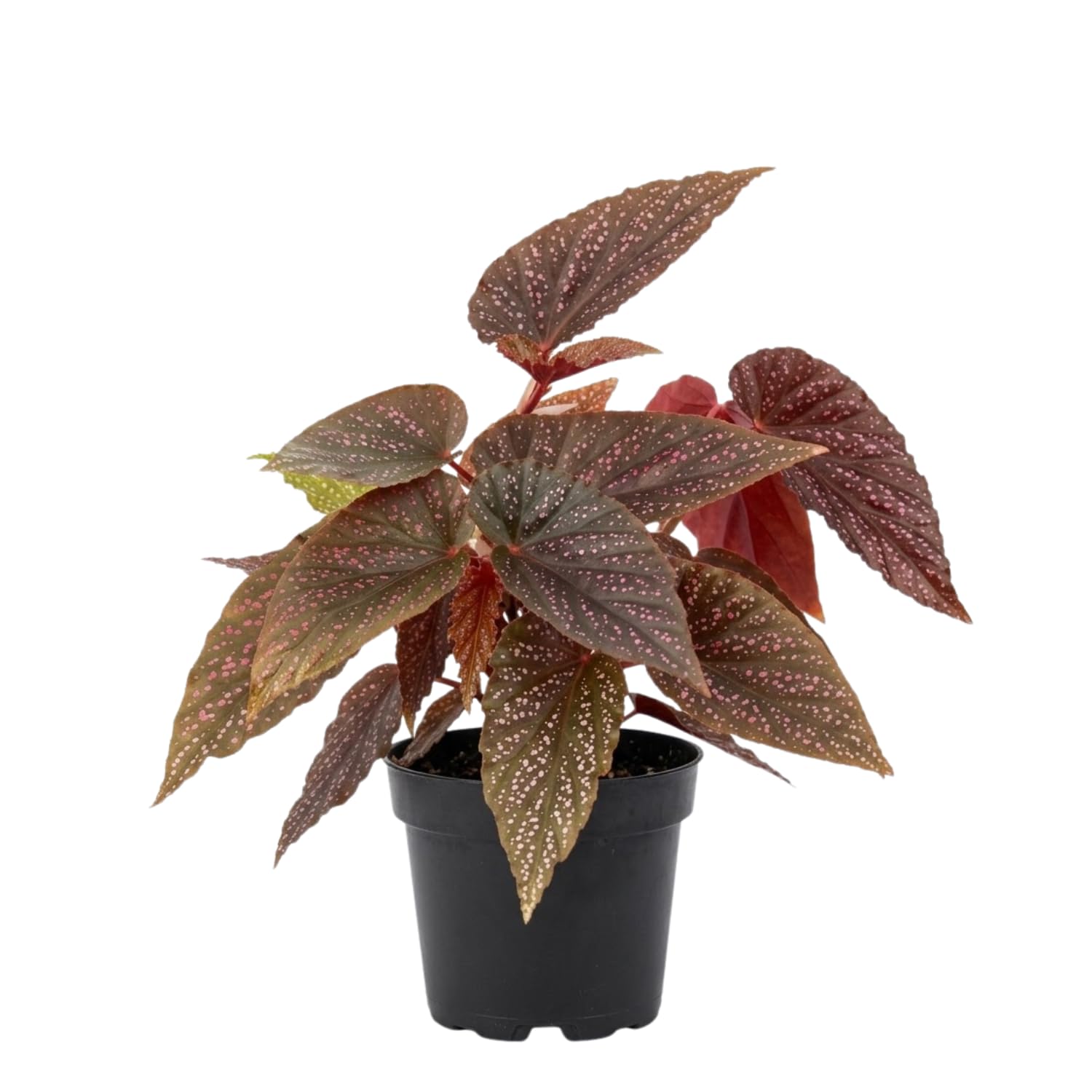 peculiarman　Begonia 3点コンパクト便発送 Amazon.com : Pink Leaf with White Spots Begonia Plant, Rare