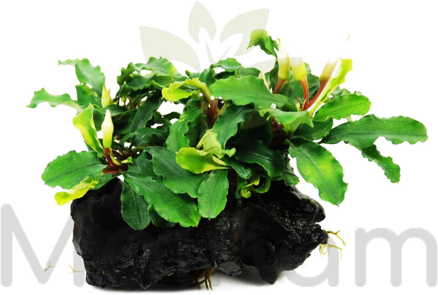 Bucephalandra Green Wavy Driftwood Driftwood Freshwater Easy Live Aquarium Plant Decorations 3 Days Guarantee