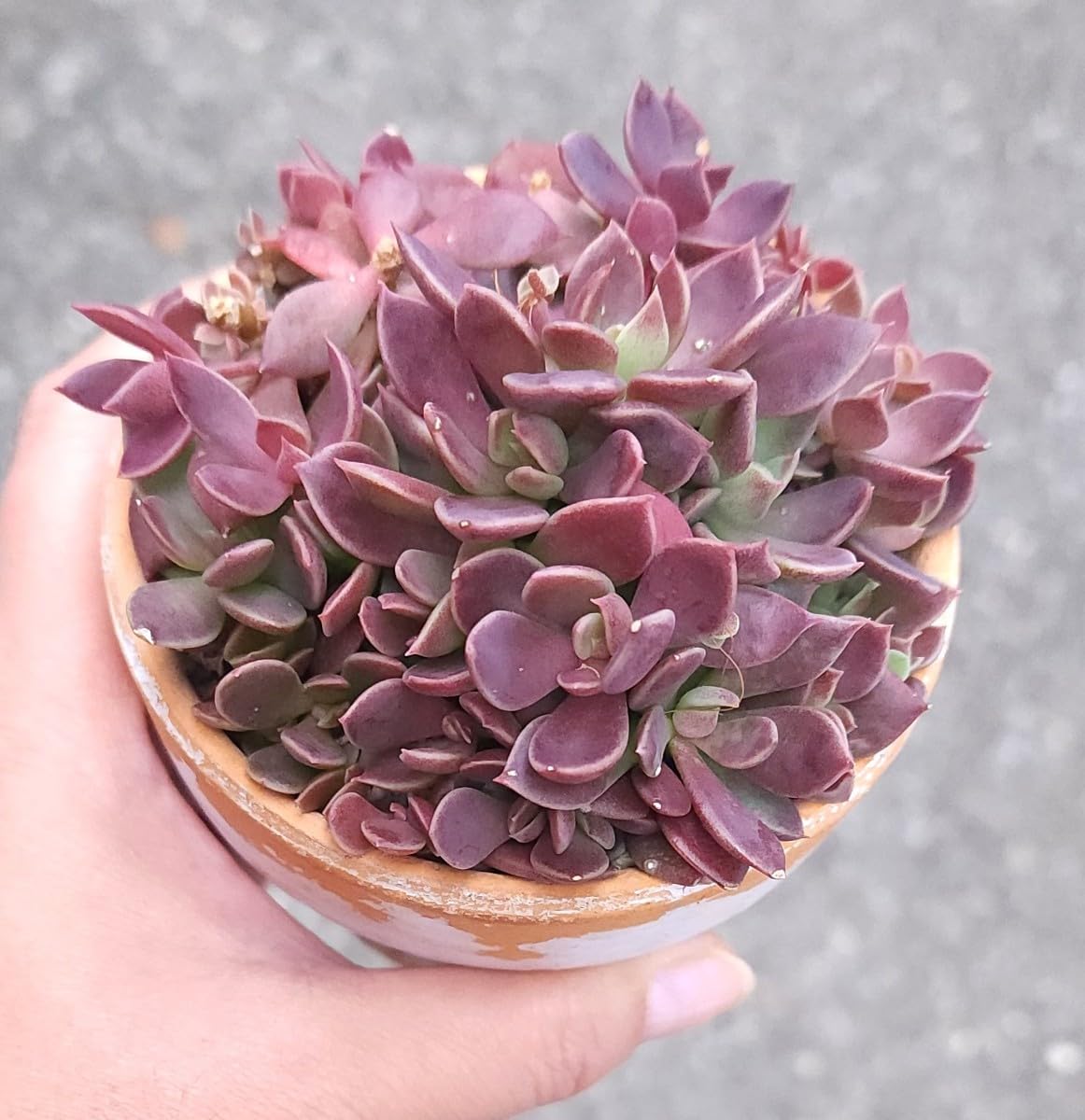 希少　レア品種　多肉植物　クラッスラ　『ネモロサ』　1カット(根っこ有りません) 希少 レア品種 多肉植物 クラッスラ 『ネモロサ』 1カット(根っこ有り