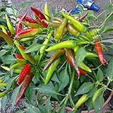  Portal Cool ??? Halb-Peperoncino-Cayambe, hergestellt in Italien