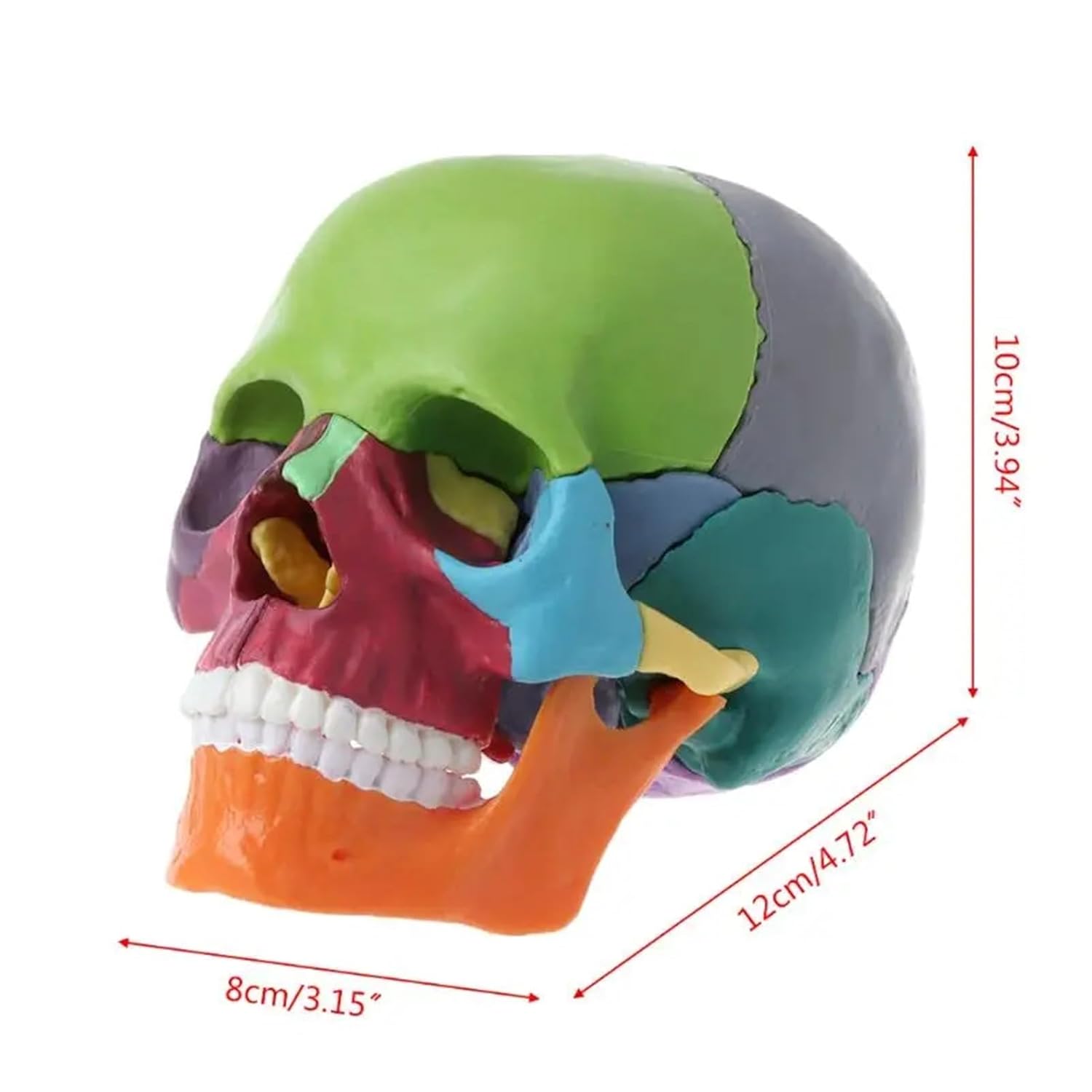 15pcs/Set Disassembled Color Skull Anatomical Model Detachable Medical Teachi