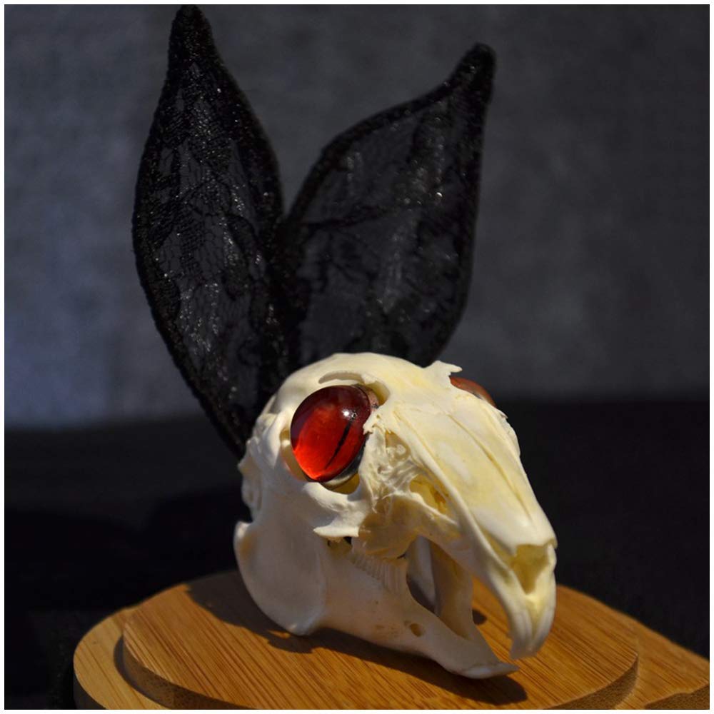 高品質 奇形ウサギ （大）頭骨