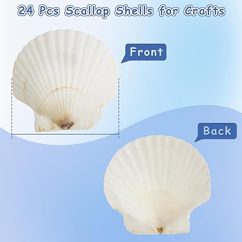 Miniatura 2 de 24 conchas de vieira para manualidades, conchas de vieira naturales de 4 a 5 pulgadas, conchas marinas blancas para manualidades, pintura de