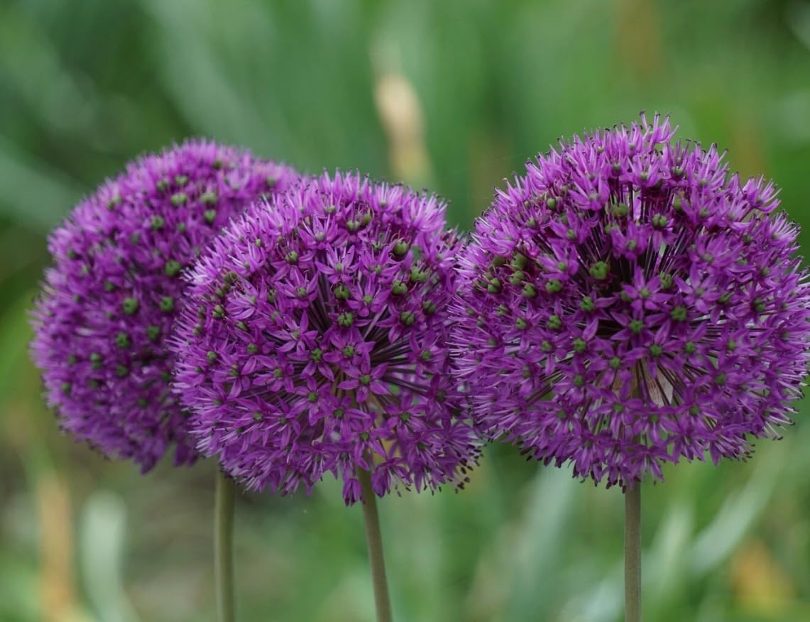 5 Bulbs Giant Gladiator Allium Bulbs for Planting, Ornamental Onions Tubers, Globe Purple Allium Flowers