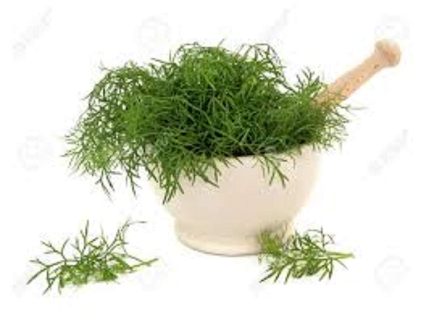 Buy Zyrex Fennel Seed Tablets120 Tablets Pure Fennel Seed Tablets