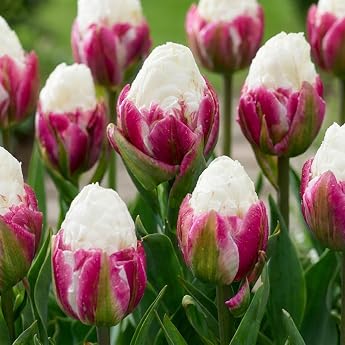 Tulip Bulbs Hardy Perennial - Ice Cream - 10 Flower Bulbs