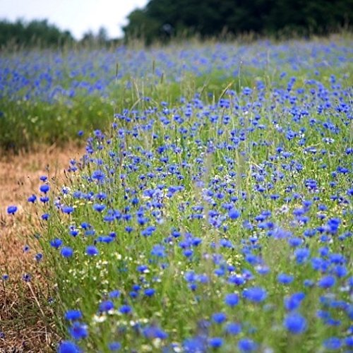Non Gmo Bulk Cornflower/Bachelor Button Seeds - Tall Blue Centaurea Cyanus (1/4 Lb) 22,500 Seeds #TOP1