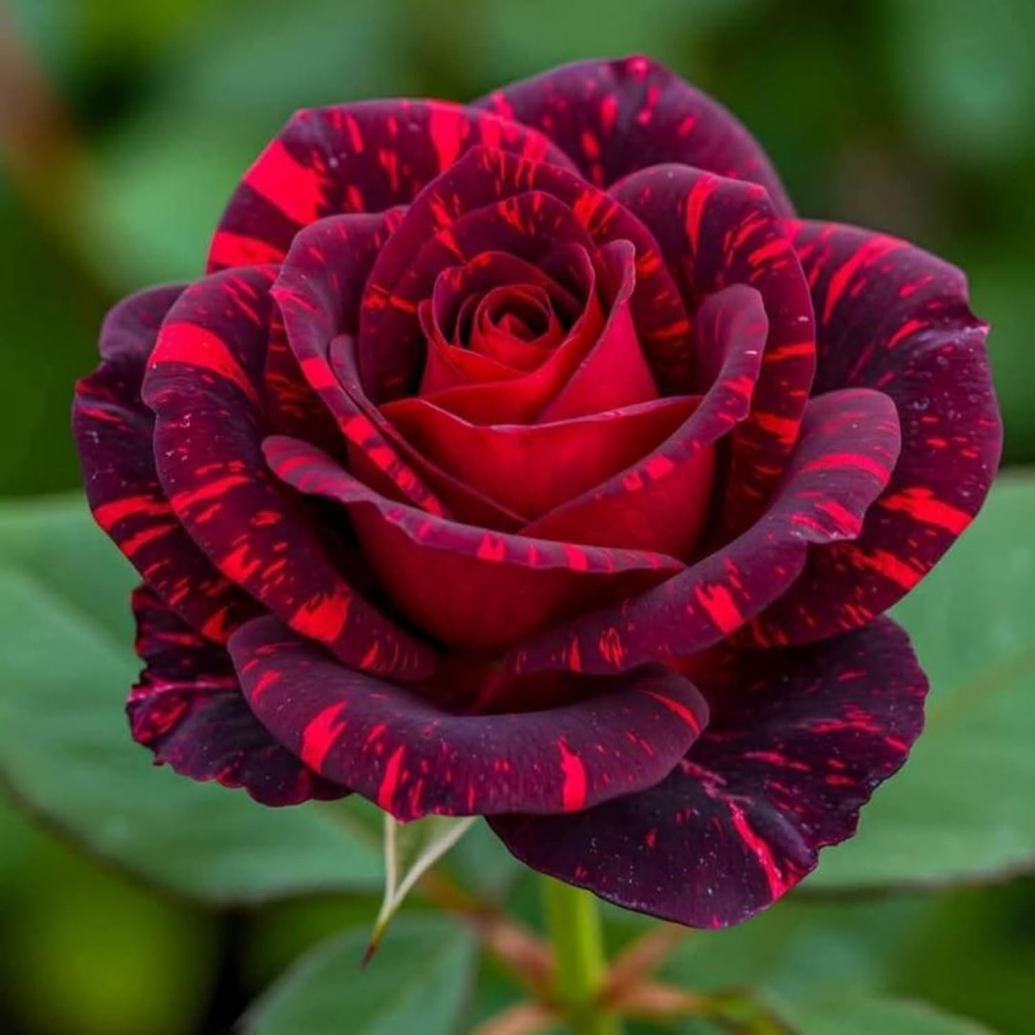 Amazon.com : 300+ Mixed Rare Rose Seeds for Planting Flower Bush