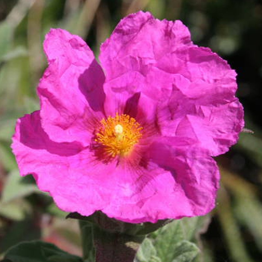 Cistus Pulverulentus Sunset Rock Rose Evergreen Hardy Outdoor Shrub Plant in Pot (9cm Pot, 15-30cm)