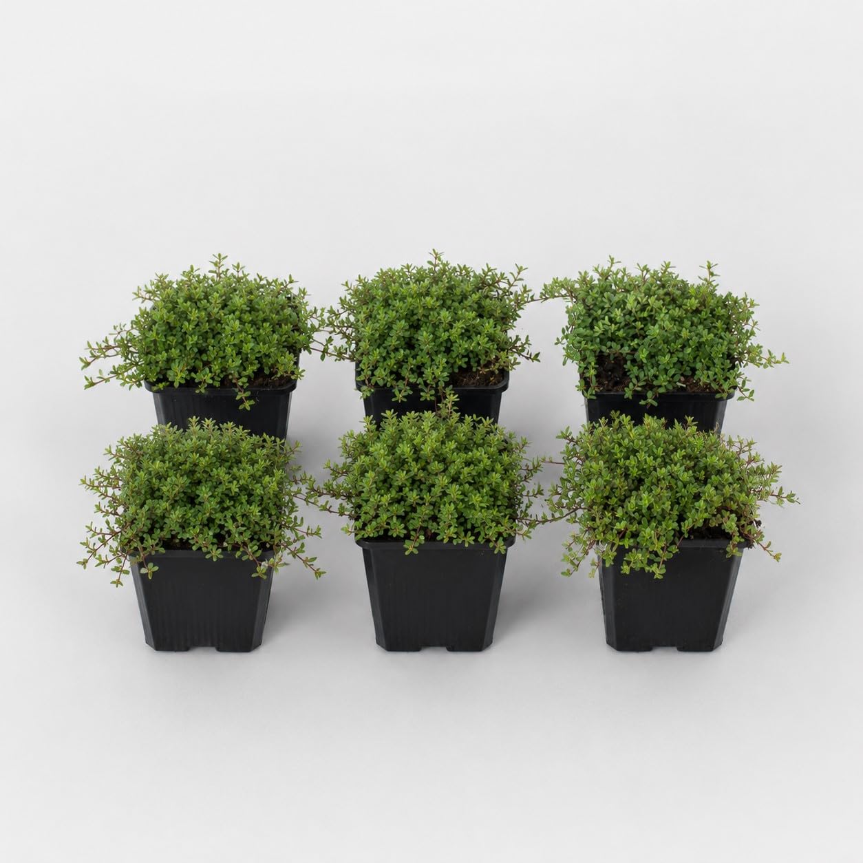 12 unidades o 1 m² Tomillo precoz 'Coccineus' - Thymus Praecox 'Coccineus' Maceta 9x9 cm