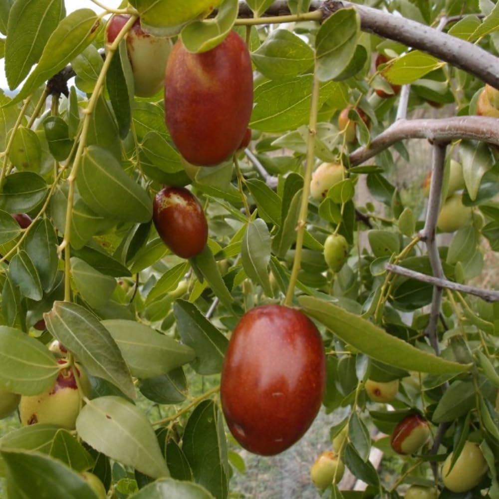 Live GA866 Jujube Tree, 4 Feet Jujube Fruit Tree Live Plant in Pot, Live Jujube Tree Plant, Jujube Fruit Tree Potted, Jujube Tree Live Plant for Outdoor Garden