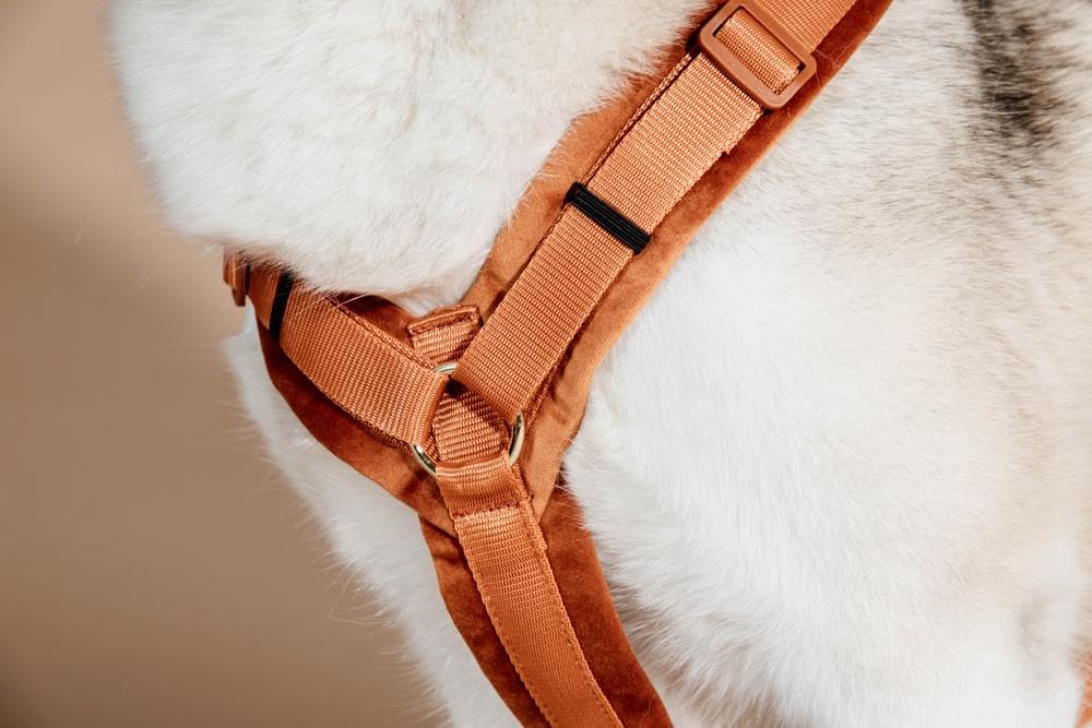 Geschirr für aktive Hunde Kentucky Velvet