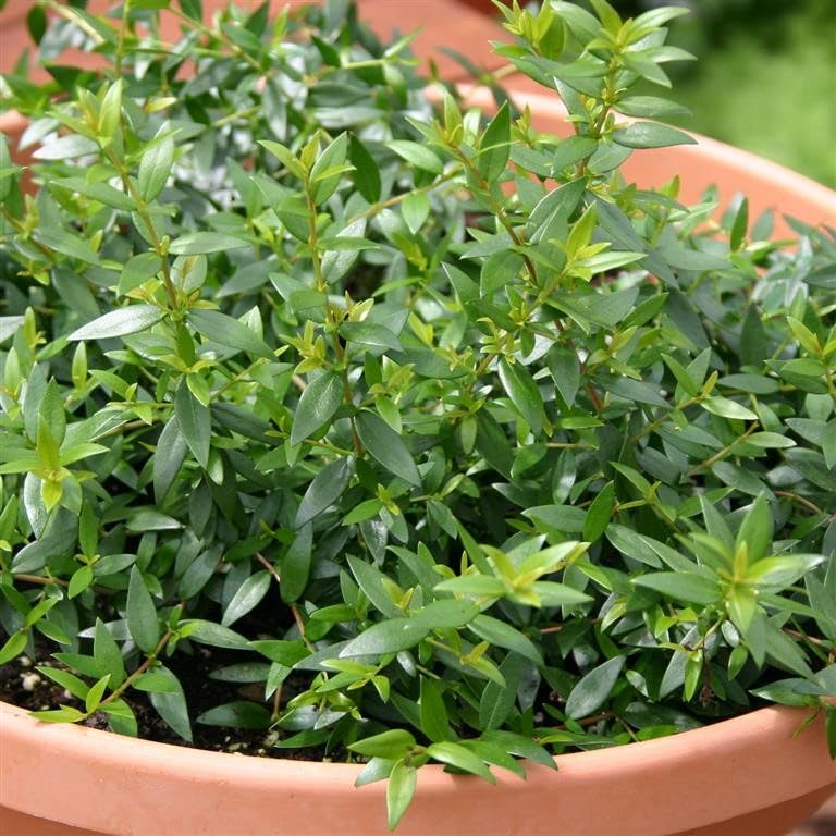 Myrtle (Myrtus communis) Herb Garden Plant Hardy Perennial Flowering Garden Plants Easy to Grow Your Own by Park Farm Plants (1 x 9cm Pot)