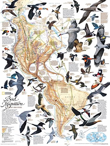 New York Puzzle Company - National Geographic Bird Migration - 1000 Piece Jigsaw Puzzle