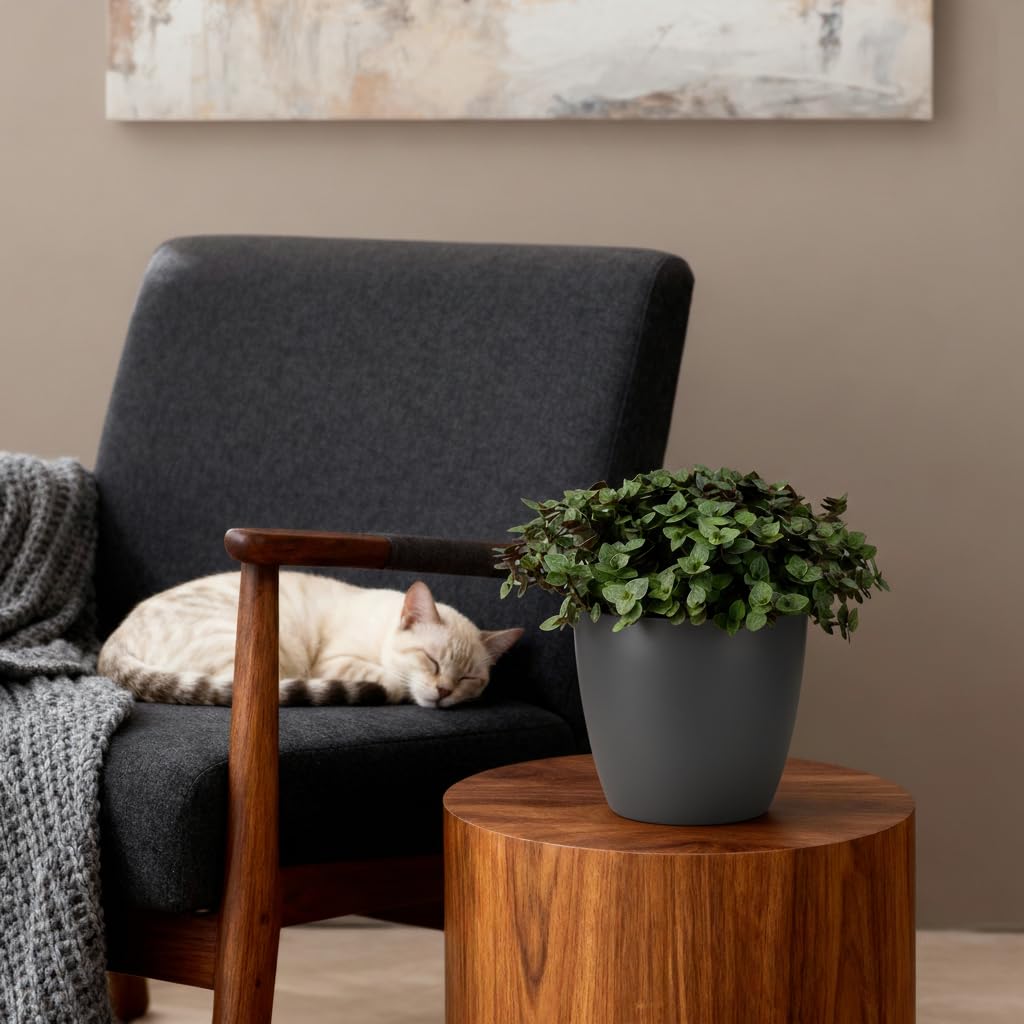 Calissia repens - Herbe à chat - Pet-friendly - Vert - avec Potter Grey - 17-20cm - Ø12cm - Plante d'intérieur - Ensemble complet - Plante avec pot