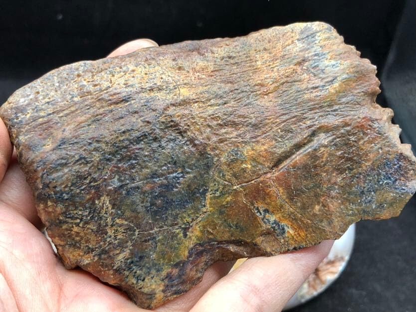 Jurassic Ancient Giant Beast Armor Fossils