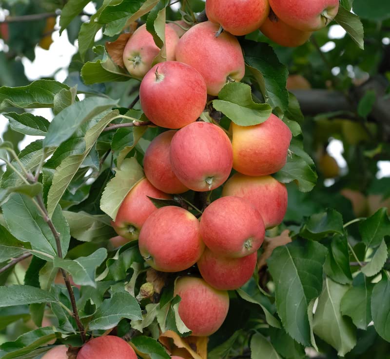 Apfelbaum `Gala´ Herbstapfel, Halbstamm ca. 180cm, im 10L-Topf