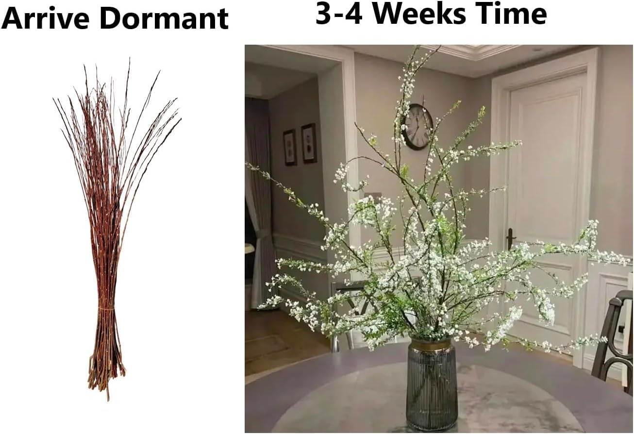 Snow Willow Living Vase Decor - Grows in Just Water for Weeks - Approx 30 Inches Tall (25 Branches)