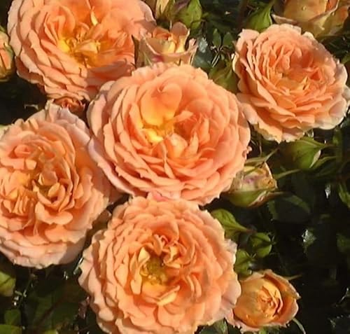 Rosa 'Absent Friends' Bare Root Rose - Clusters of Apricot Blooms - Floribunda Rose