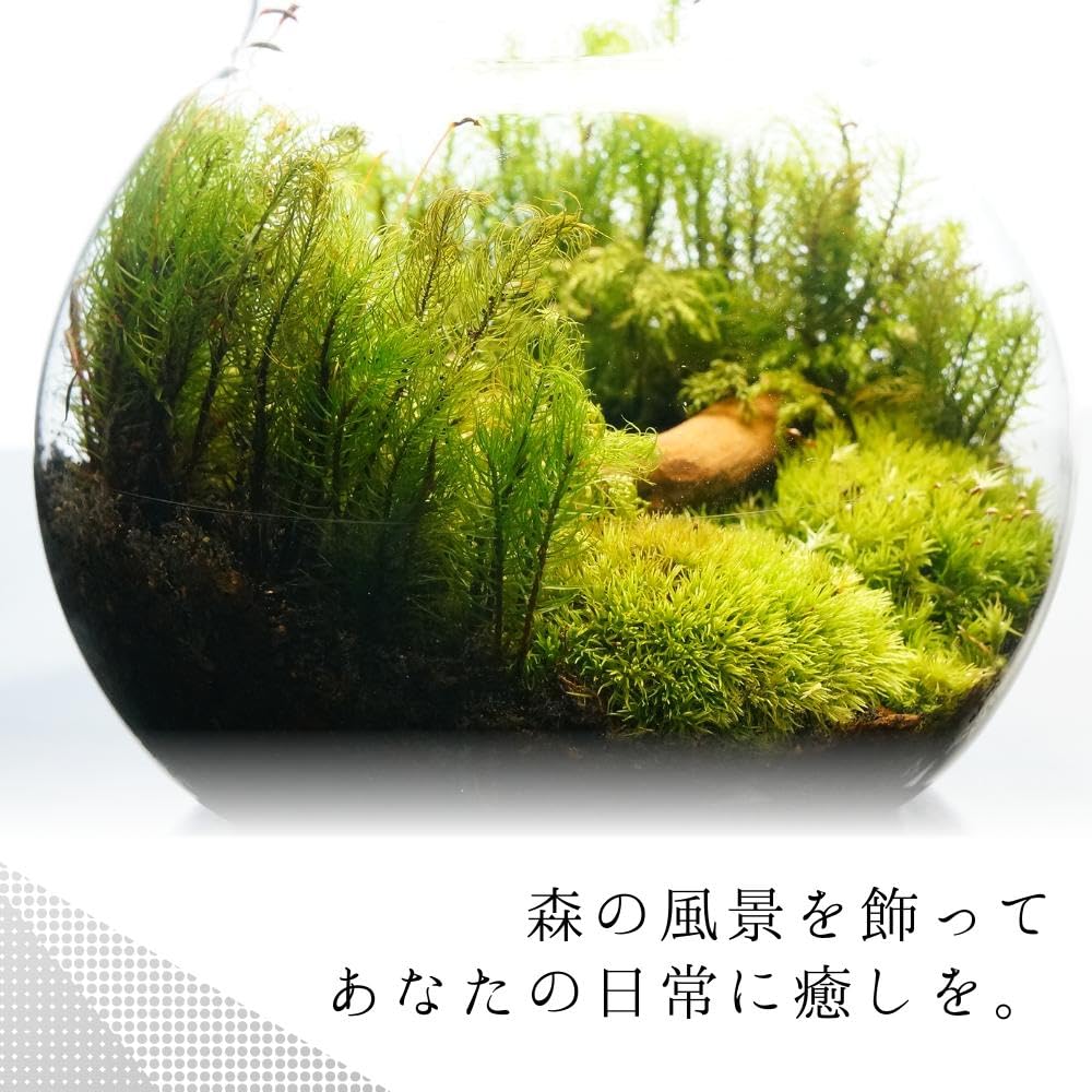 Amazon.co.jp: 【苔庵介る】 【LEDで光る】苔テラリウム 完成品 13cm