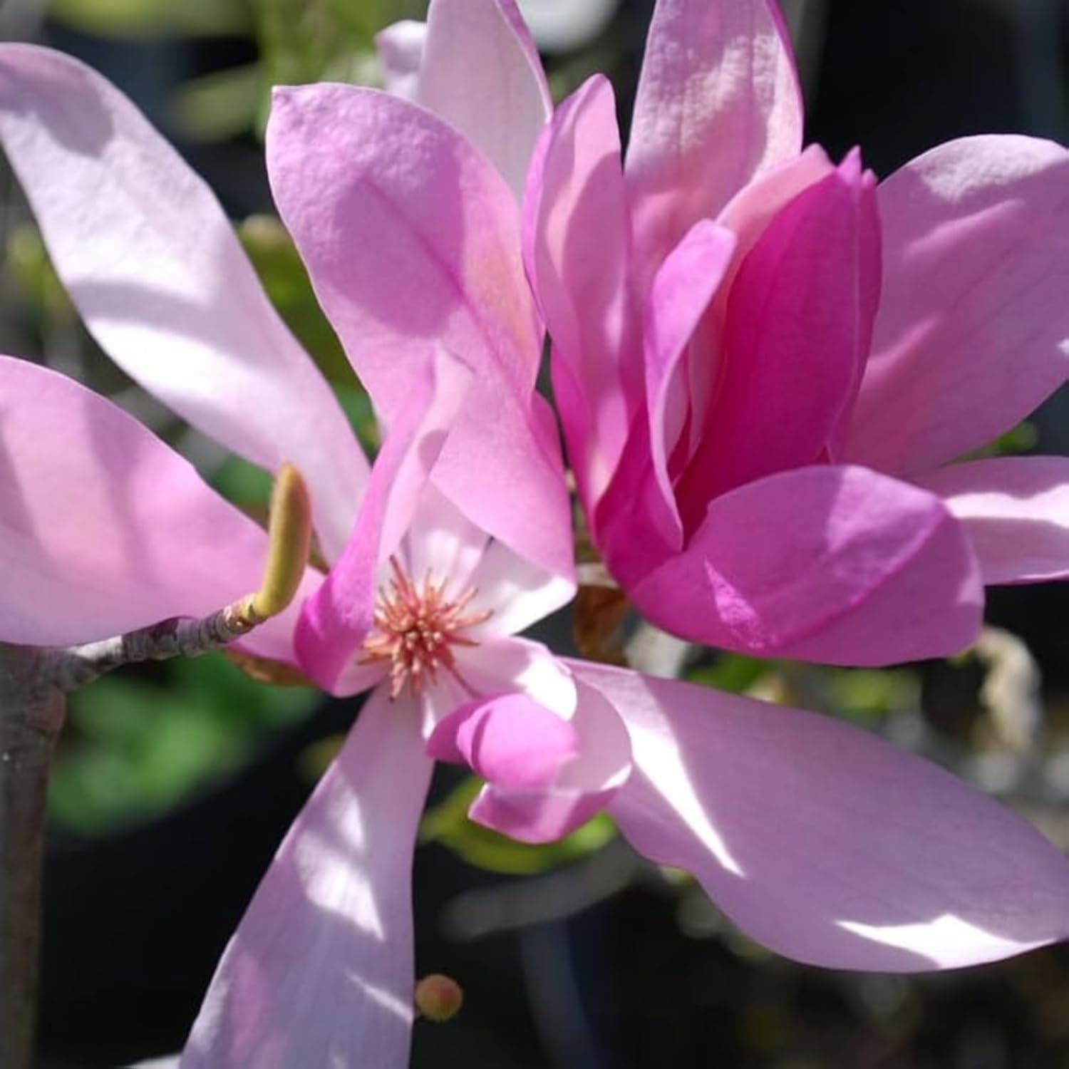 Magnolia Tree Live Plant 6 to 12 Inch Height, Fragrant Magnolia Plant Live to Grow, Magnolia Bush Flowers (Ann Magnolia)