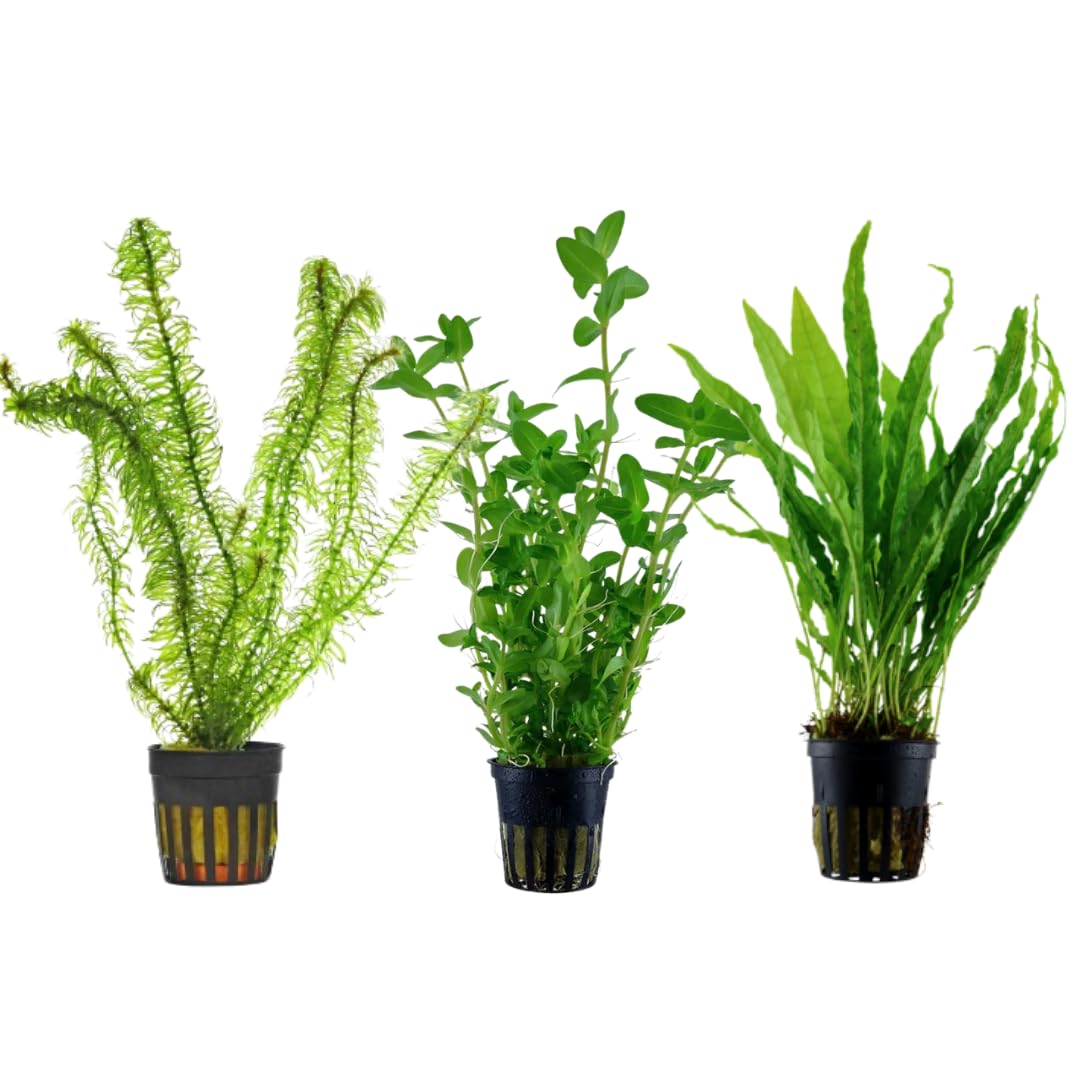 Kit Piante Vere Acquario: Hygrophila, Elodea Densa, Microsorium Pteropus - Piante Vive Acqua Dolce per Principianti