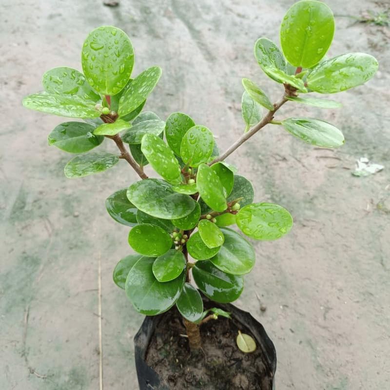 Ginseng Ficus Live Plant 5-8 Inch Indoor Decorative Bonsai (1 Live Healthy Plant)-image-1