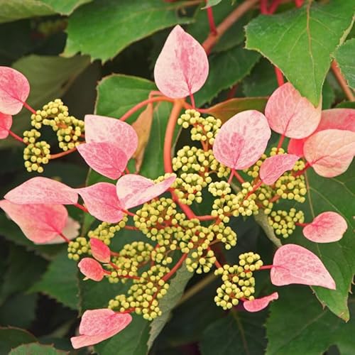 Hortensia grimpant hydrangeoïdes Rose sensation® 'Trarose'