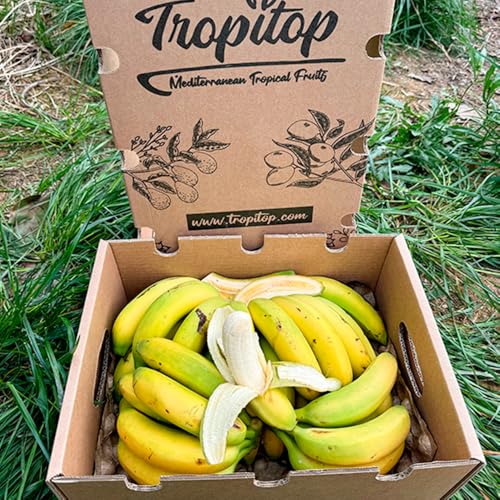 Caja de Plátanos de Canarias | Fruta Tropical Directa del Agricultor, Cultivado en España, Recién Recolectado, Dulce, Natural y Sin Químicos (3 Kg)