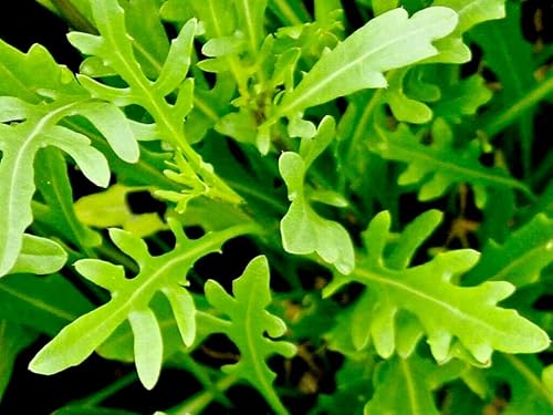 Miniatura 5 de Ensalada de rúcula Rocket Rucola más de 1000 semillas para plantar